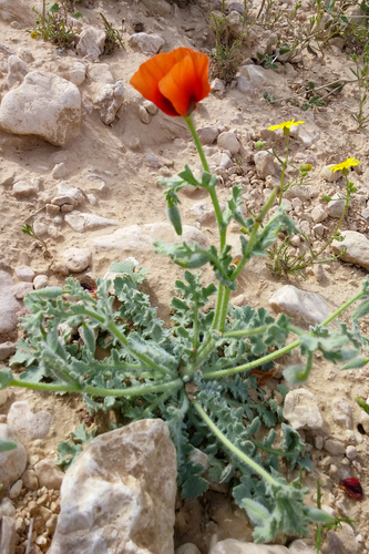 Glaucium arabicum — photo