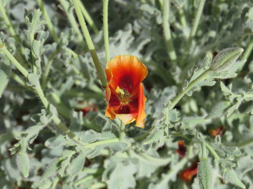 Glaucium arabicum