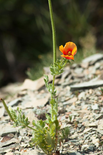 Glaucium corniculatum (Red horned poppy) — photo