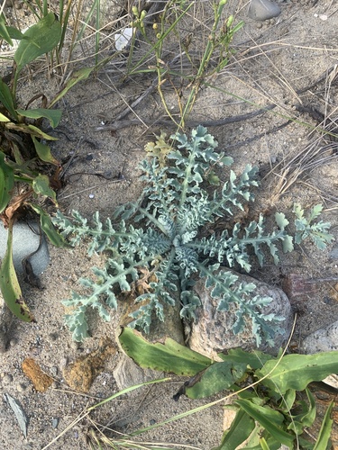 Glaucium corniculatum (Red horned poppy) — photo