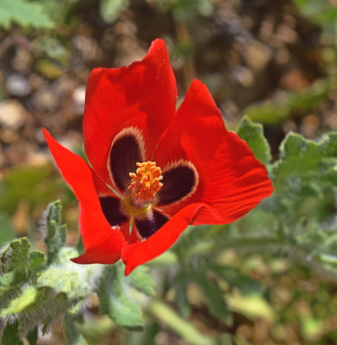 Glaucium corniculatum