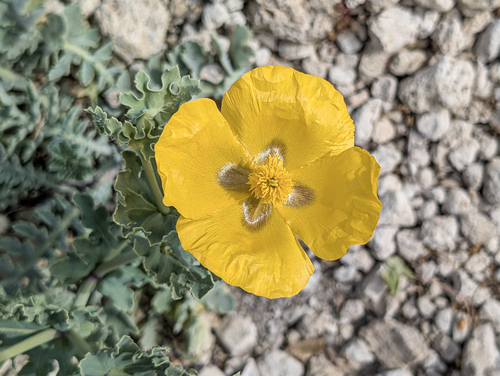 Glaucium flavum (Yellow-horned poppy) — photo