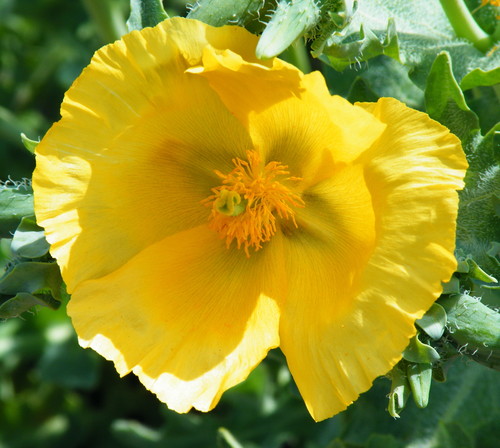 Glaucium flavum (Yellow-horned poppy) — photo