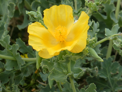 Glaucium flavum