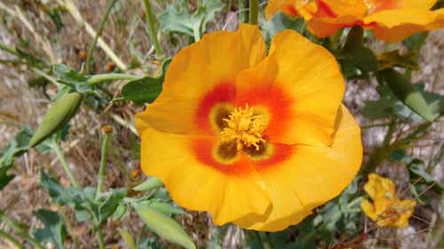 Glaucium leiocarpum — photo