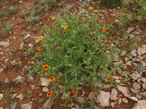 Glaucium leiocarpum — photo