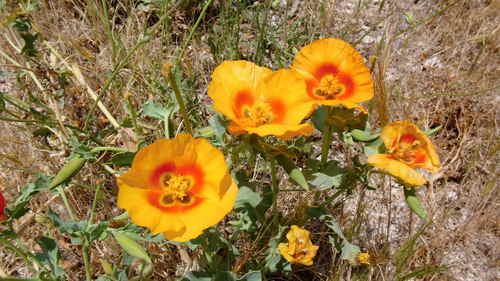 Glaucium leiocarpum