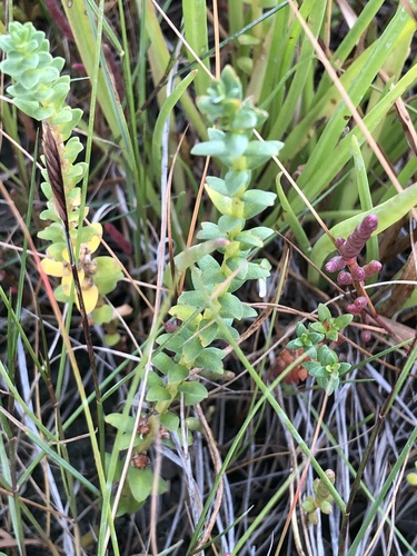 Glaux maritima (Black saltwort) — photo