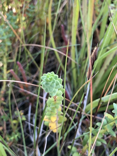 Glaux maritima