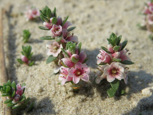 Glaux maritima (Black saltwort) — photo