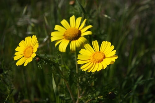 Glebionis coronaria (Chrysanthemum greens) — photo
