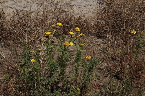 Glebionis coronaria (Chrysanthemum greens) — photo
