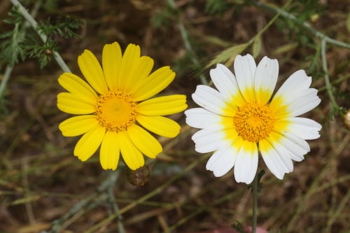 Glebionis coronaria