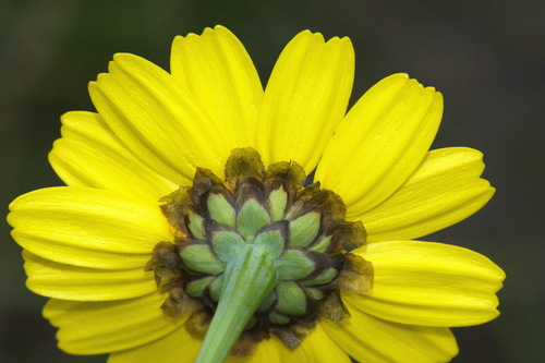 Glebionis segetum (Corn marigold) — photo