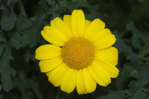 Glebionis segetum (Corn marigold) — photo