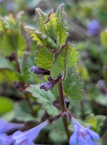 Glechoma hederacea (Ground Ivy) — photo