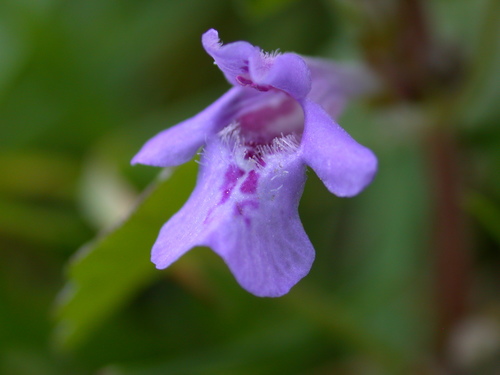 Glechoma hederacea (Ground Ivy) — photo