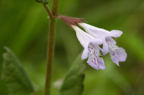 Glechoma longituba — photo