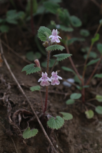 Glechoma longituba — photo