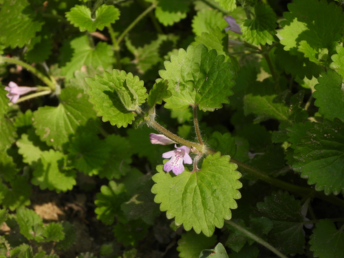 Glechoma longituba