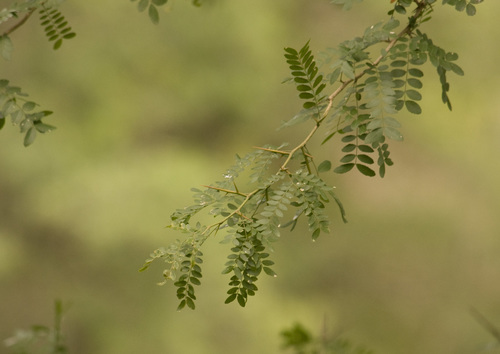 Gleditsia amorphoides (Coronillo blanco) — photo