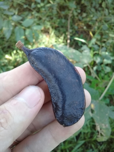 Gleditsia amorphoides (Coronillo blanco) — photo