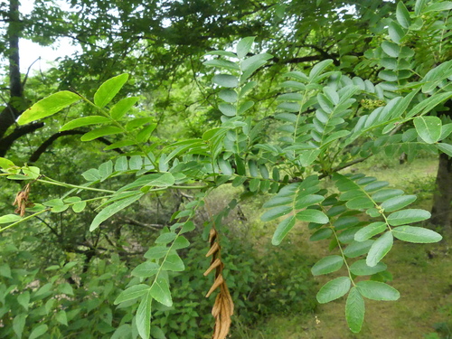 Gleditsia caspica (Caspian locust) — photo