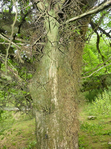Gleditsia caspica (Caspian locust) — photo