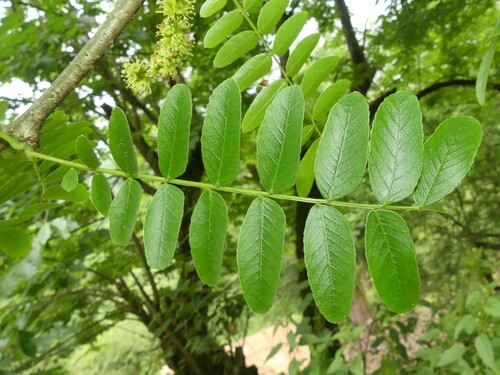 Gleditsia caspica