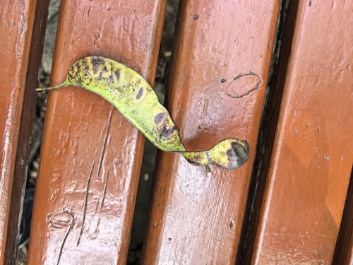 Gleditsia japonica (Japanese locust) — photo