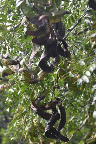 Gleditsia japonica (Japanese locust) — photo