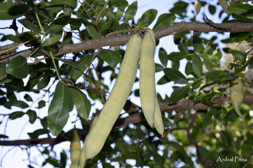 Gleditsia sinensis (Chinese honey locust) — photo