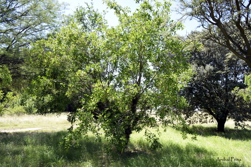 Gleditsia sinensis