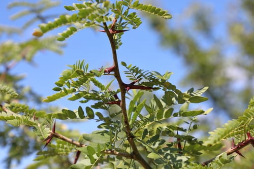Gleditsia triacanthos (Honey locust) — photo