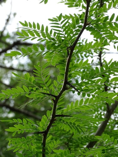 Gleditsia triacanthos