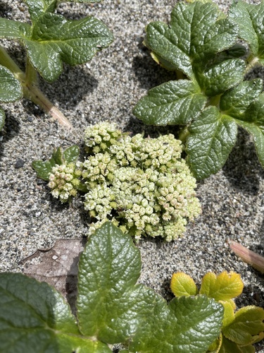 Glehnia littoralis (Coral vegetable) — photo