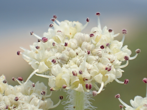 Glehnia littoralis