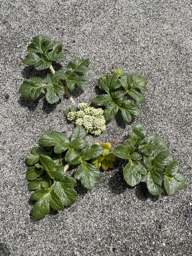Glehnia littoralis (Coral vegetable) — photo