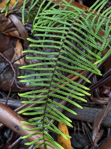 Gleichenia dicarpa (Pouched coral fern) — photo