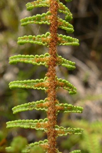 Gleichenia dicarpa (Pouched coral fern) — photo