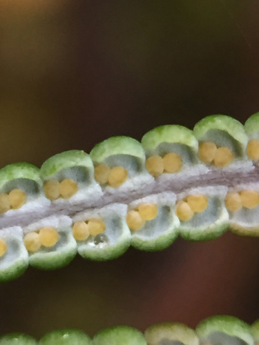 Gleichenia dicarpa