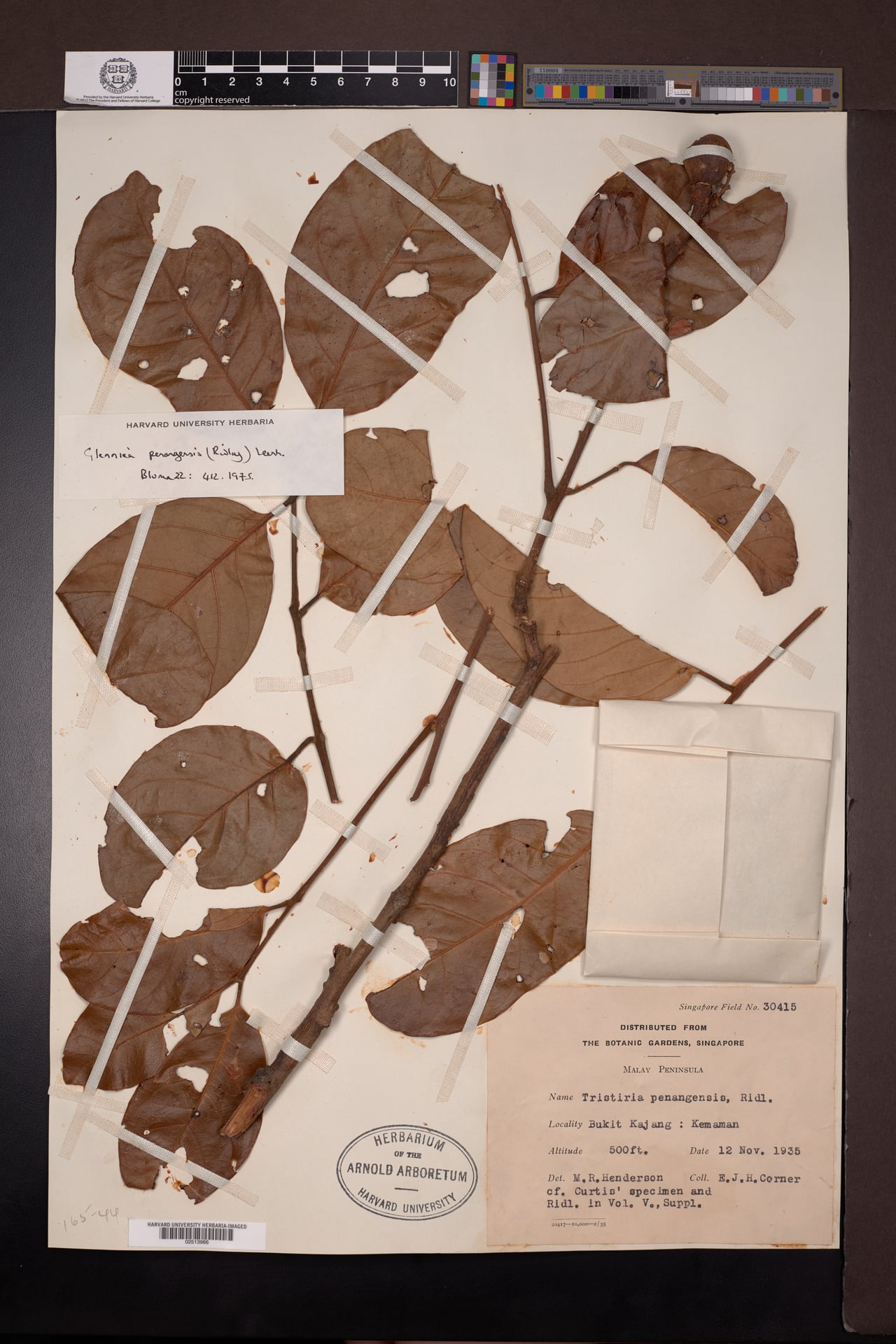 Glenniea penangensis — photo