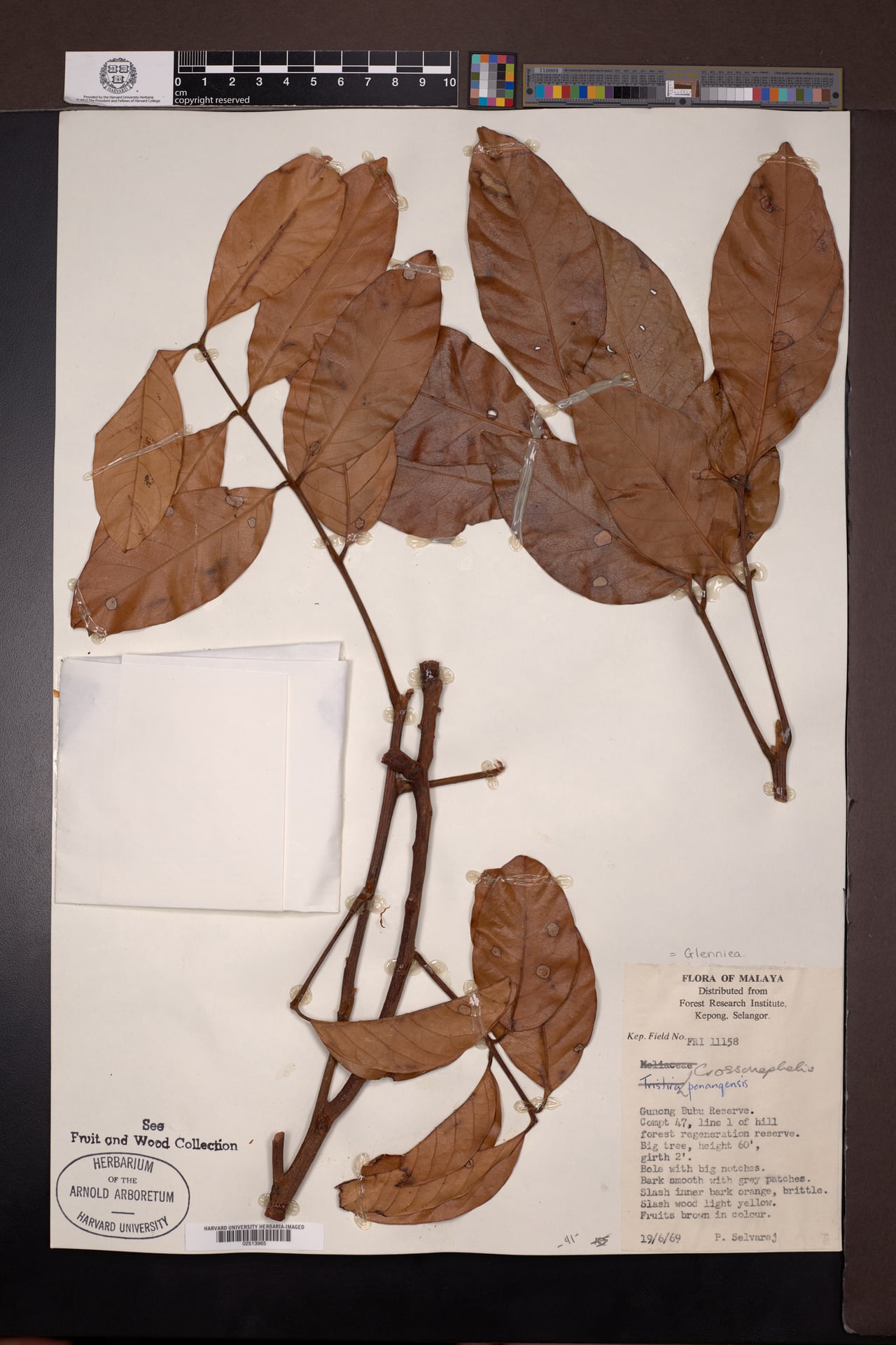 Glenniea penangensis