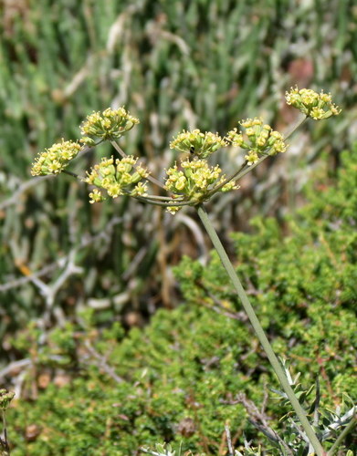 Glia decidua — photo