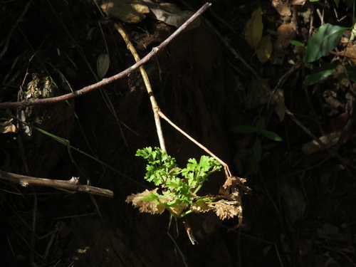 Glia prolifera — photo