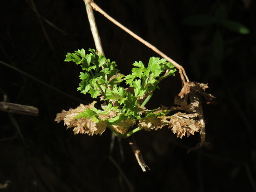 Glia prolifera — photo