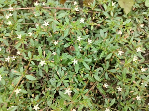 Glinus oppositifolius (Bitter cumin) — photo