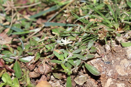 Glinus oppositifolius (Bitter cumin) — photo