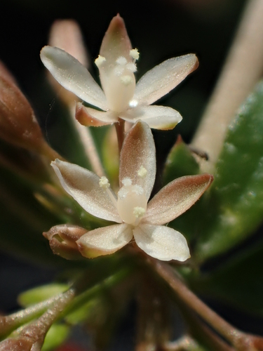 Glinus oppositifolius