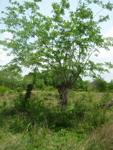Gliricidia sepium (Mother-of-cacao) — photo